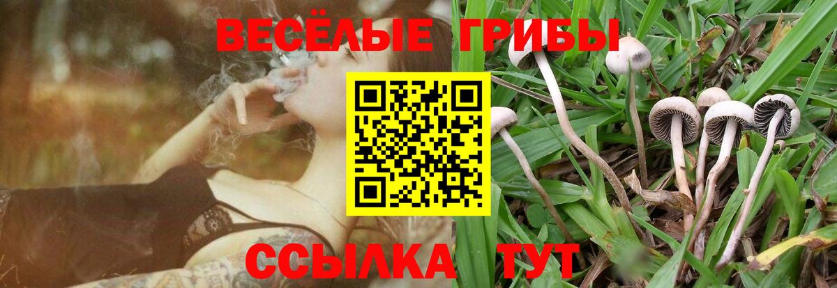 Псилоцибиновые грибы Cubensis Обнинск